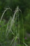 Elymus sibiricus. Верхушки побегов с соцветиями. Приморский край, окр. г. Находка, обочина дороги. 04.07.2016.