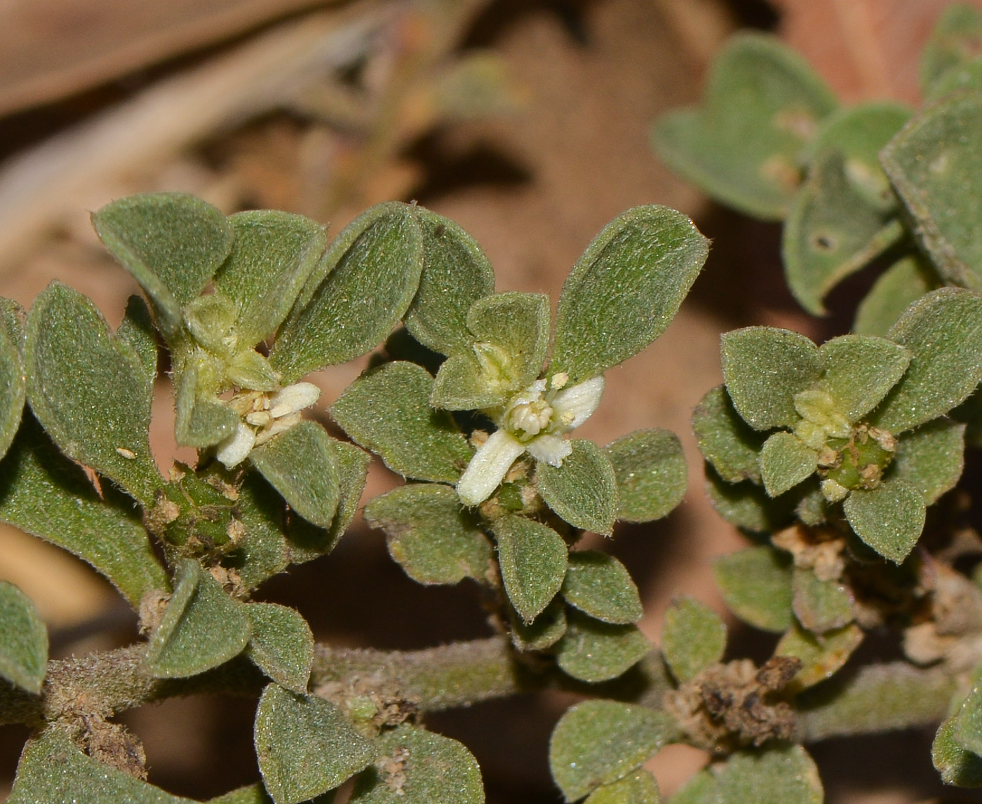 Изображение особи Galenia pubescens.