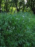 Anthericum ramosum