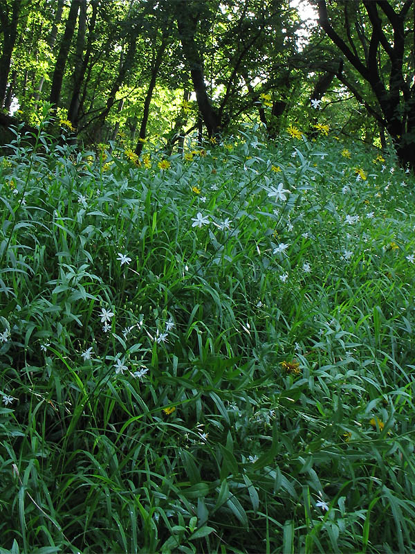 Изображение особи Anthericum ramosum.