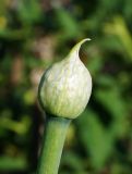 Allium cepa. Нераспустившееся соцветие. Восточный Казахстан, Уланский р-н, с. Украинка, дачный участок. 05.07.2016.