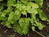 Beta vulgaris. Нижняя часть бутонизирующего растения. Восточный Казахстан, Уланский р-н, с. Украинка, дачный участок. 21.06.2016.