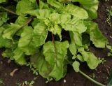 Beta vulgaris