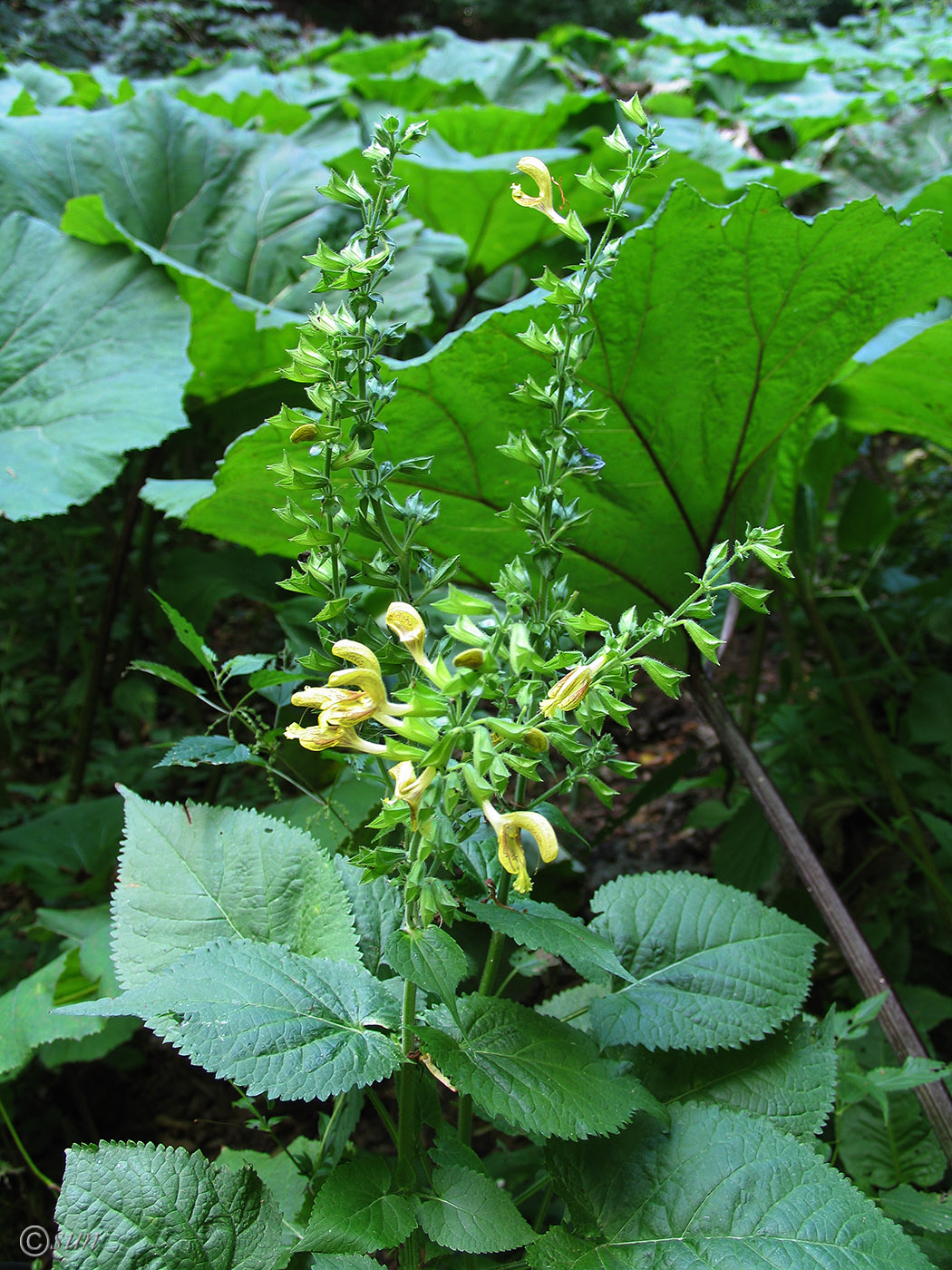 Изображение особи Salvia glutinosa.