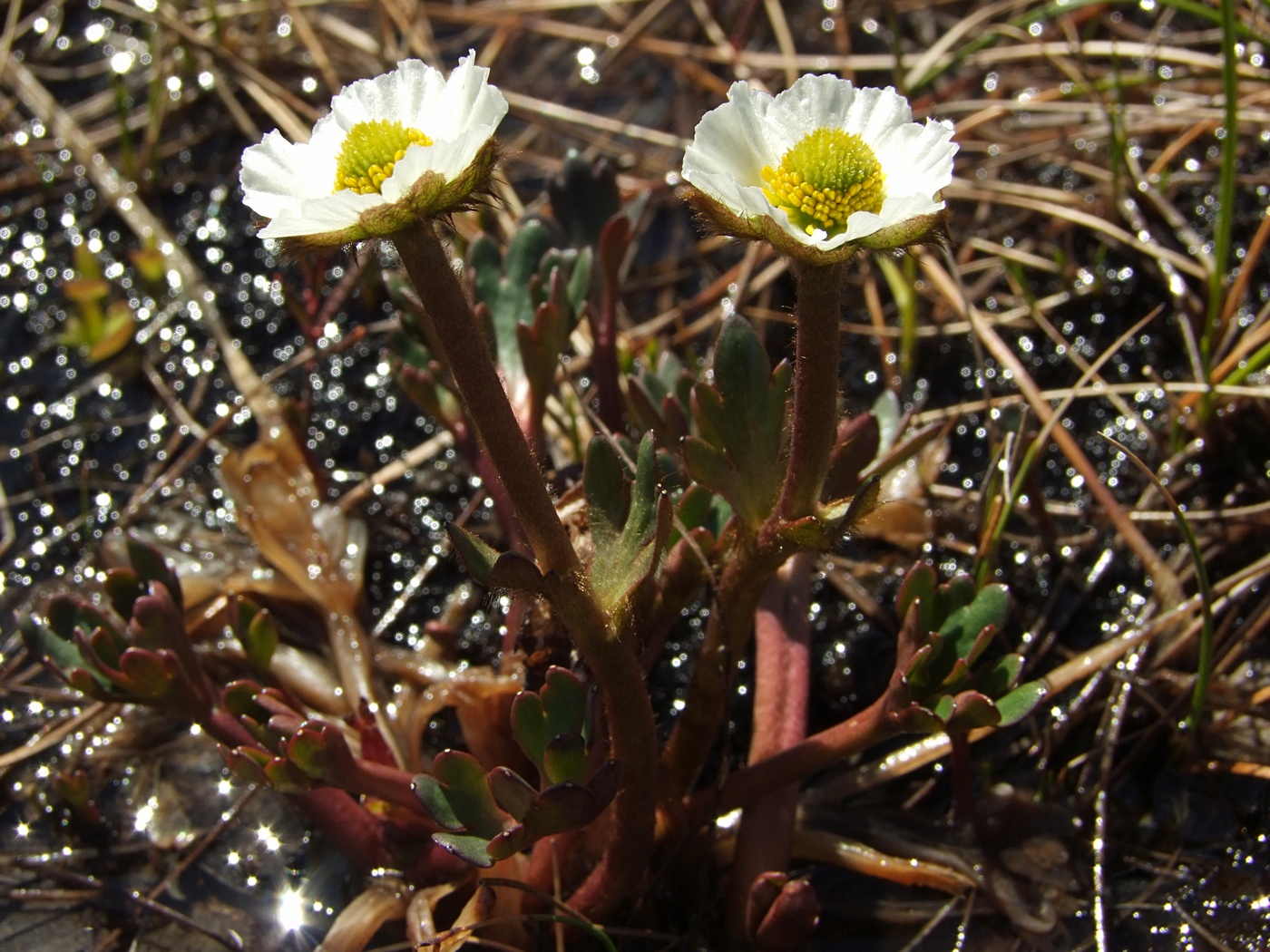 Image of Beckwithia chamissonis specimen.