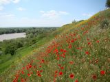 Papaver rhoeas