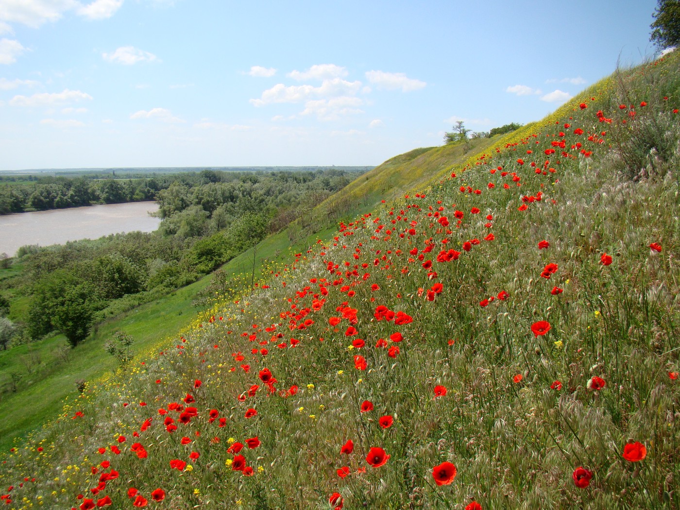 Изображение особи Papaver rhoeas.