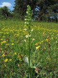 Platanthera chlorantha. Цветущее растение. ФРГ, земля Северный Рейн-Вестфалия, р-н Ойскирхен, окр. г. Бад-Мюнстерайфель, разнотравный луг. 29 мая 2010 г.