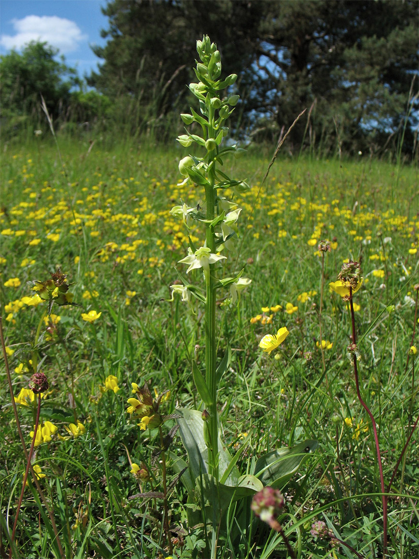 Image of Platanthera chlorantha specimen.