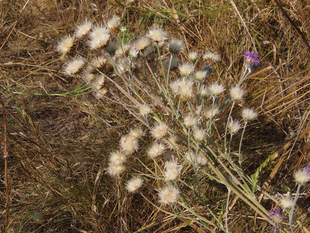 Image of genus Jurinea specimen.