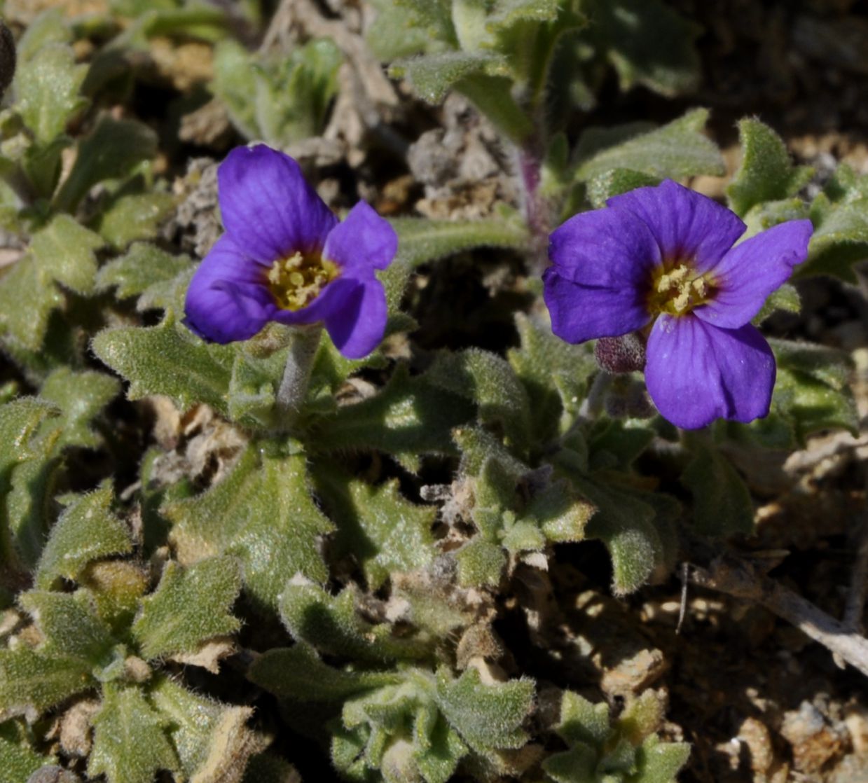 Изображение особи Aubrieta thessala.