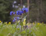 Pulmonaria mollis