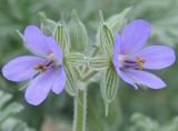 Erodium ciconium