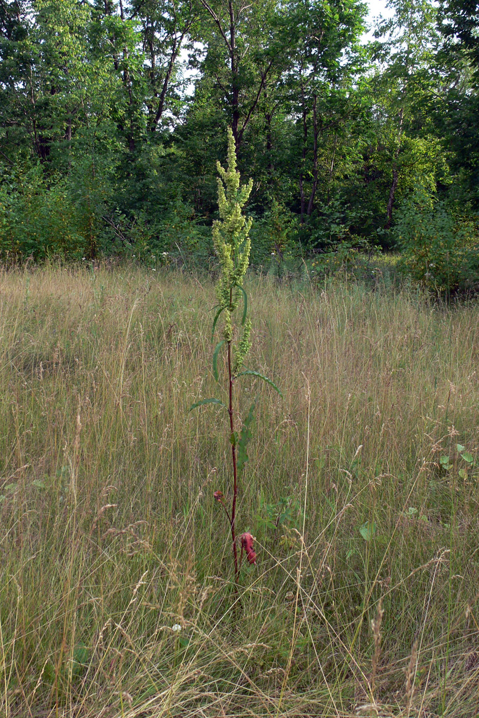 Изображение особи Rumex pseudonatronatus.