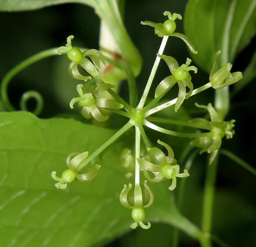 Image of Smilax maximowiczii specimen.