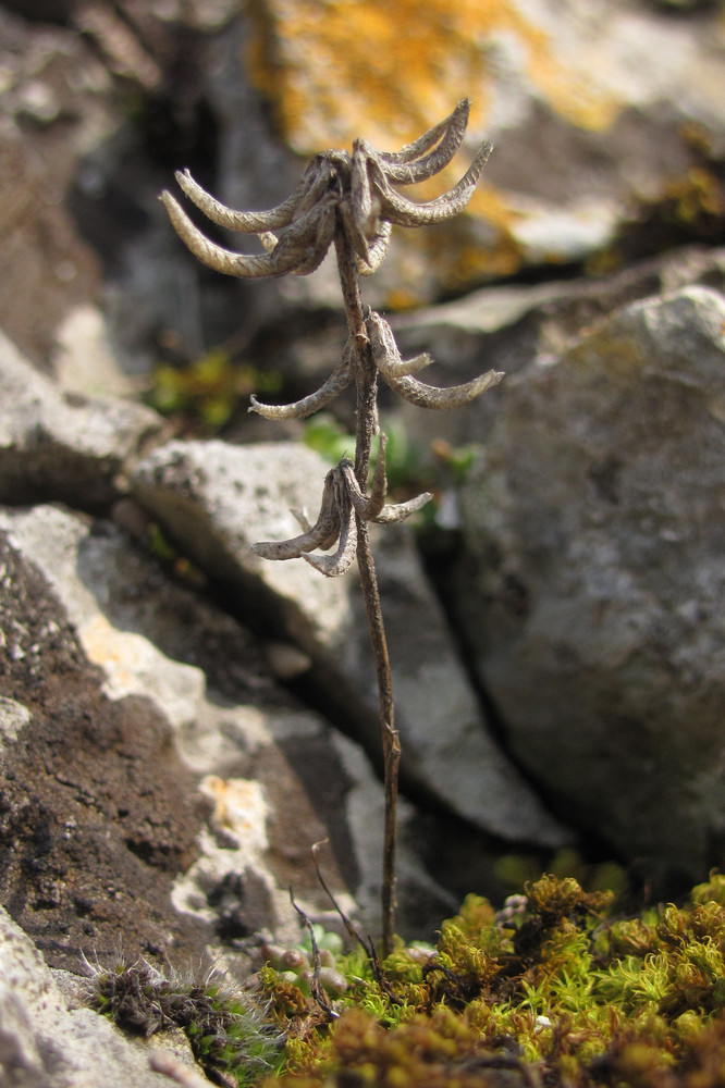 Image of Trigonella monspeliaca specimen.