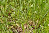 Valerianella carinata