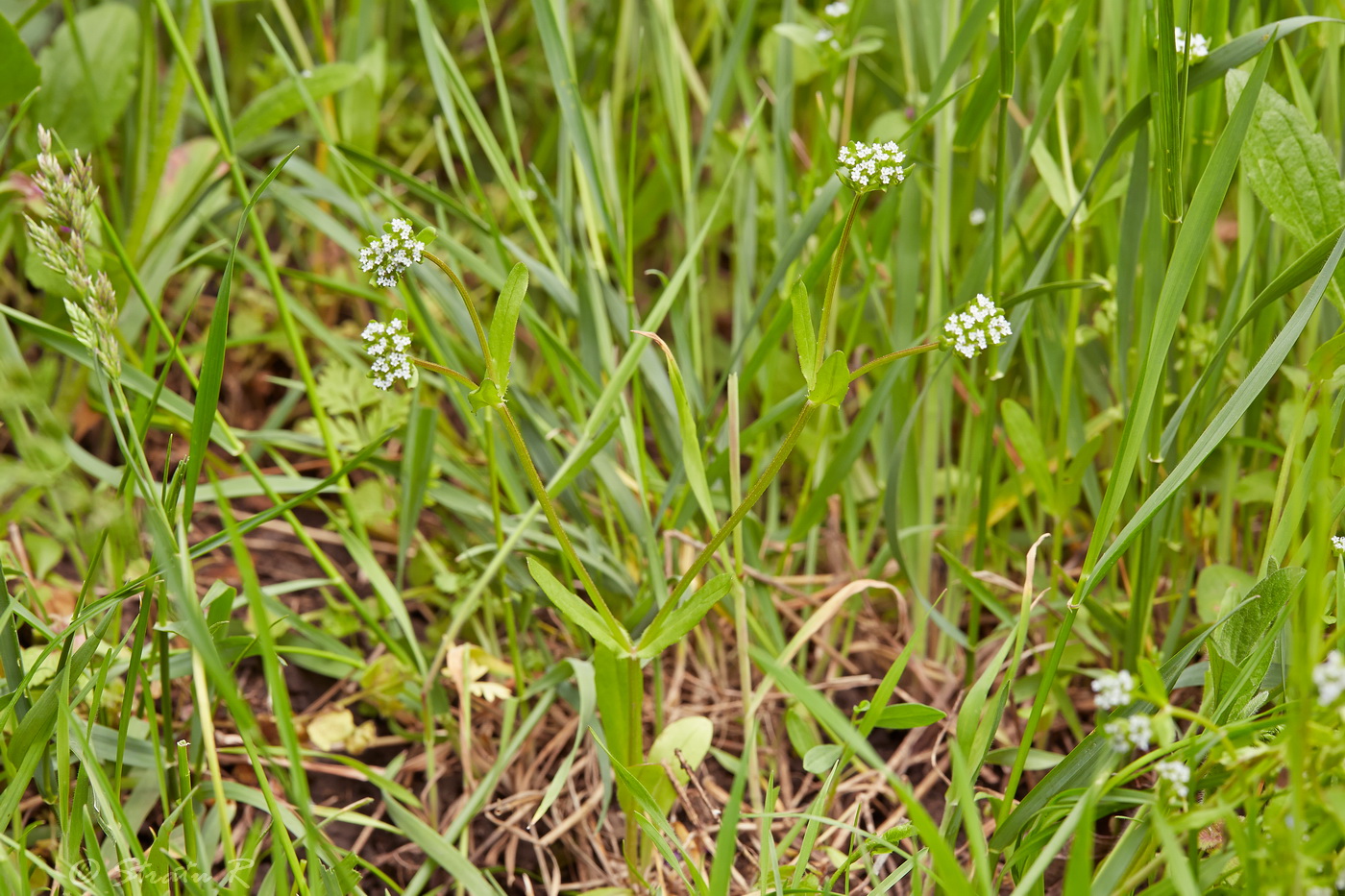 Изображение особи Valerianella carinata.