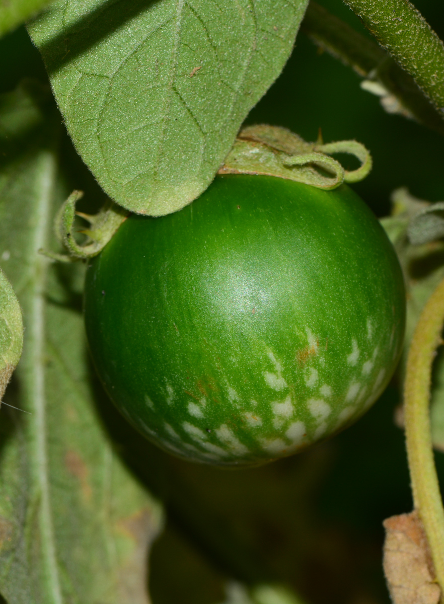 Image of Solanum undatum specimen.