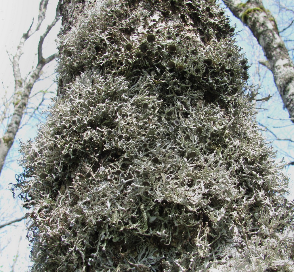 Image of genus Anaptychia specimen.