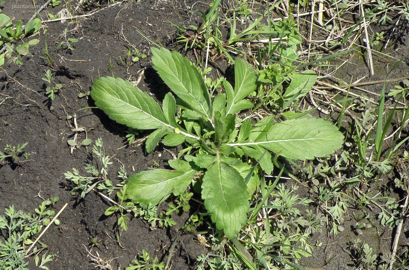 Image of Cephalaria transsylvanica specimen.