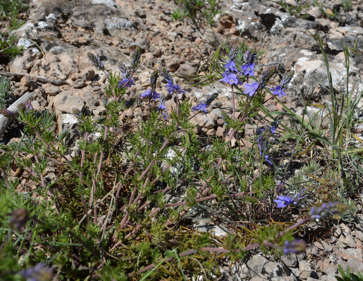 Image of Veronica capsellicarpa specimen.