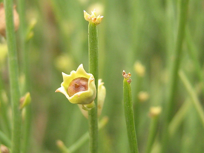 Image of Dodartia orientalis specimen.