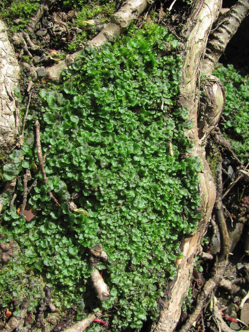 Image of genus Pellia specimen.