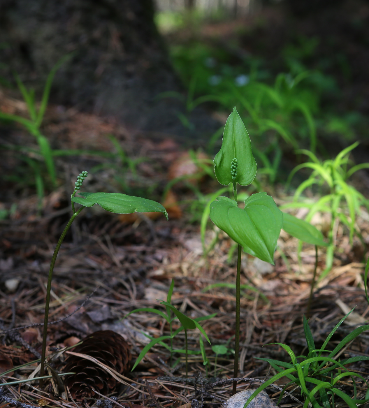 Изображение особи Maianthemum bifolium.