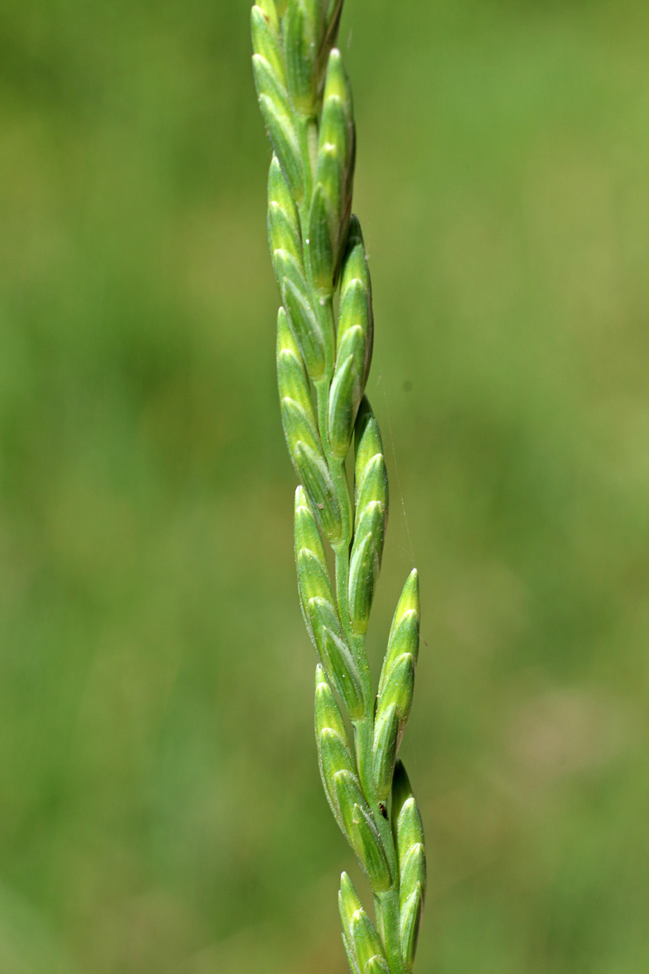 Изображение особи Elytrigia lolioides.