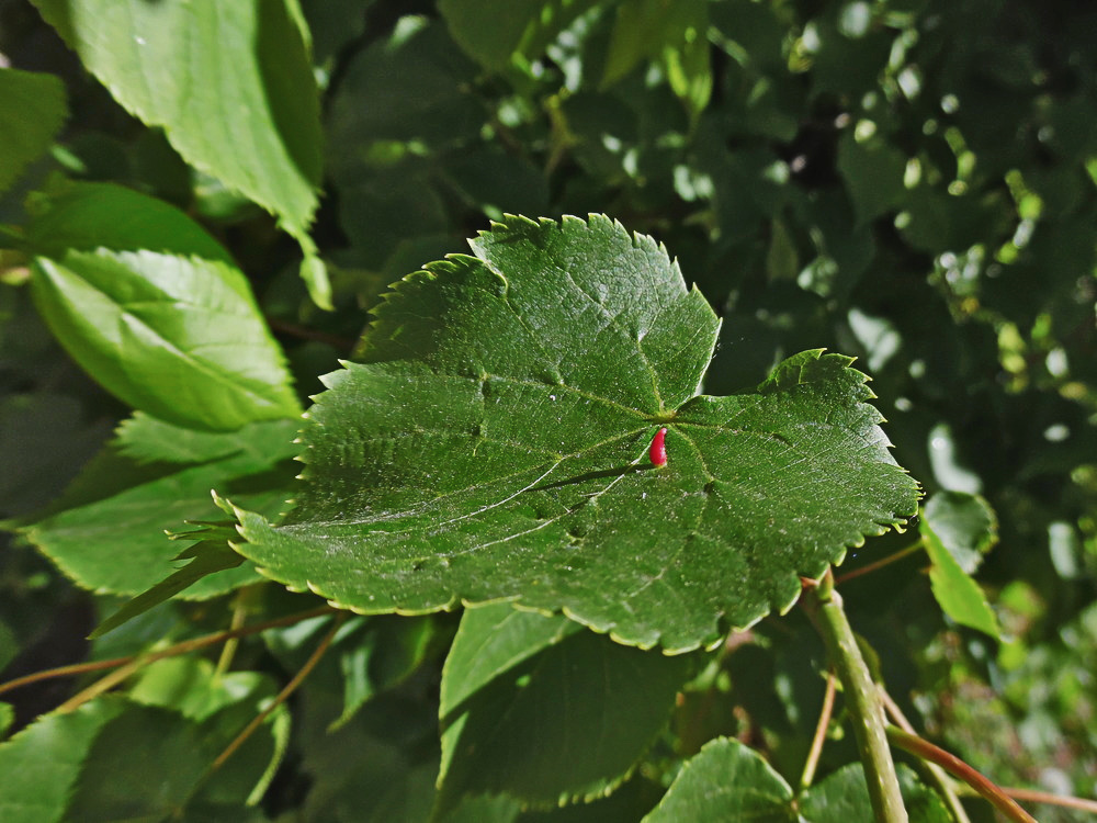 Изображение особи Tilia cordata.