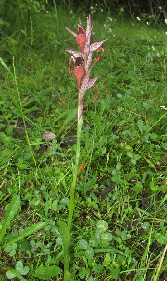 Изображение особи Serapias orientalis ssp. feldwegiana.