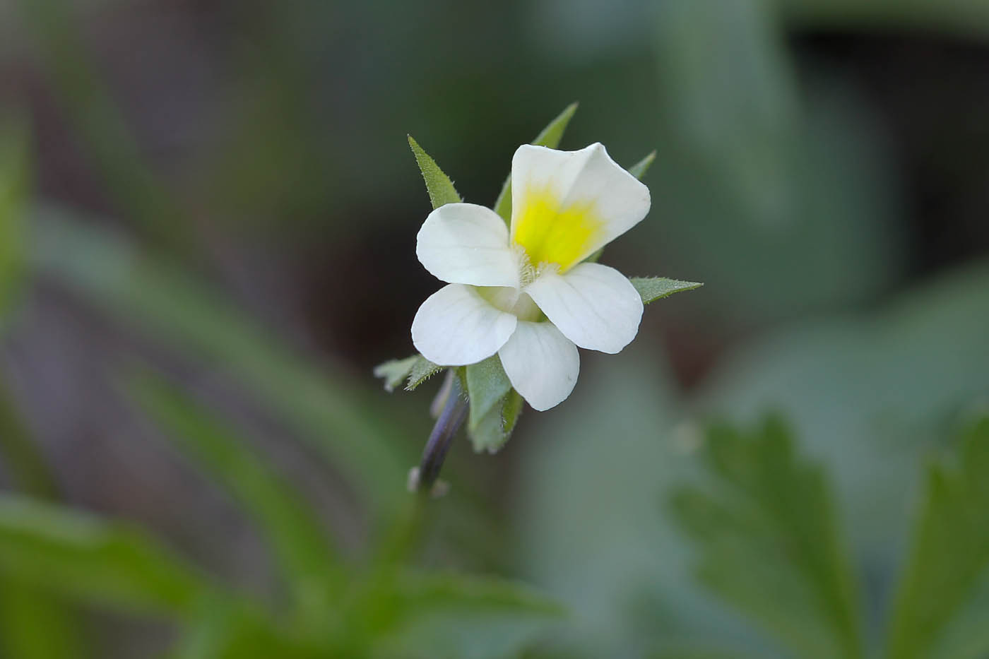 Image of Viola arvensis specimen.