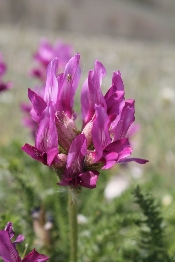 Изображение особи Oxytropis bargusinica.