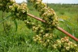 Rumex crispus. Часть соплодия. Республика Адыгея, Красногвардейский р-н, аул Хатукай, луг между защитной дамбой р. Кубань и ирригационным каналом. 18.06.2017.