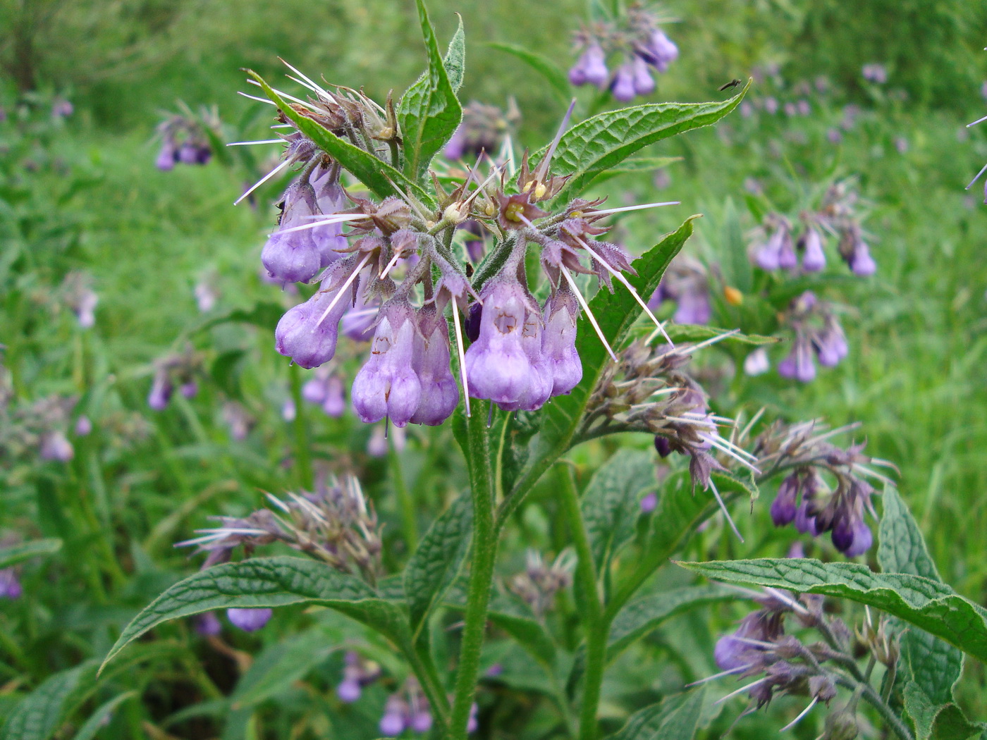 Изображение особи Symphytum officinale.