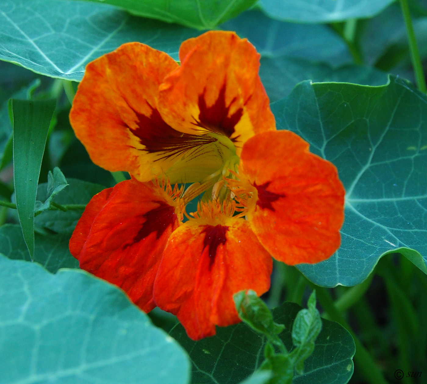 Изображение особи Tropaeolum majus.