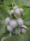 Arctium tomentosum. Нераспустившиеся соцветия. Камчатский край, Елизовский городской округ, 26 км федеральной трассы, подлесок каменноберёзового леса. 21.07.2017.
