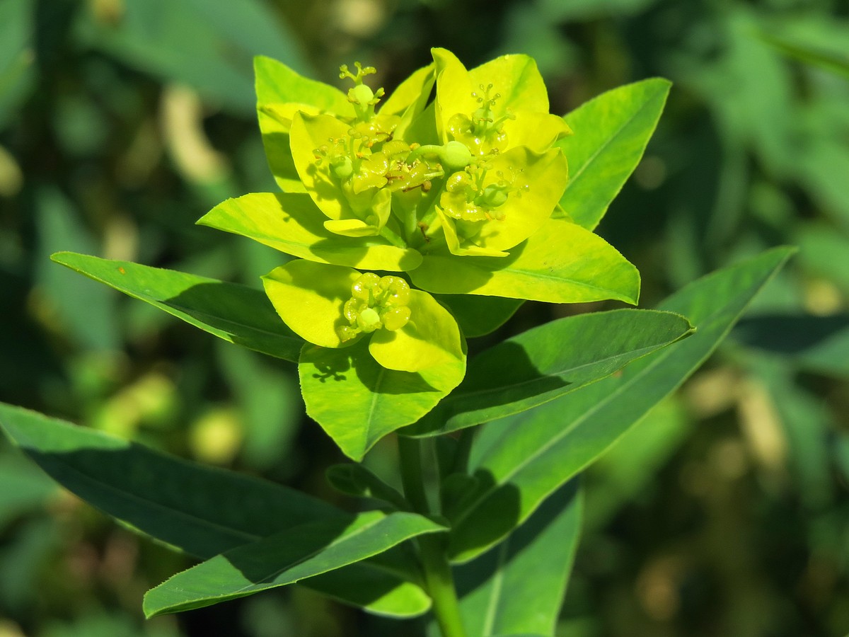 Изображение особи Euphorbia palustris.