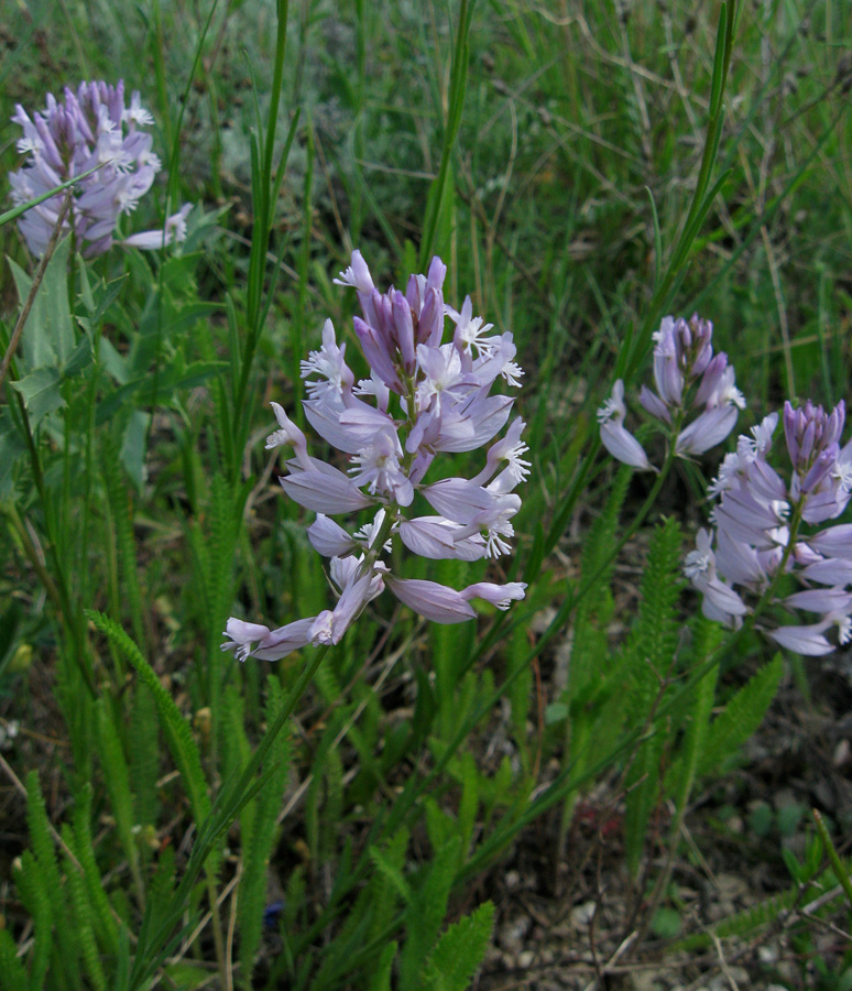 Изображение особи Polygala major.