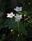 Parnassia palustris