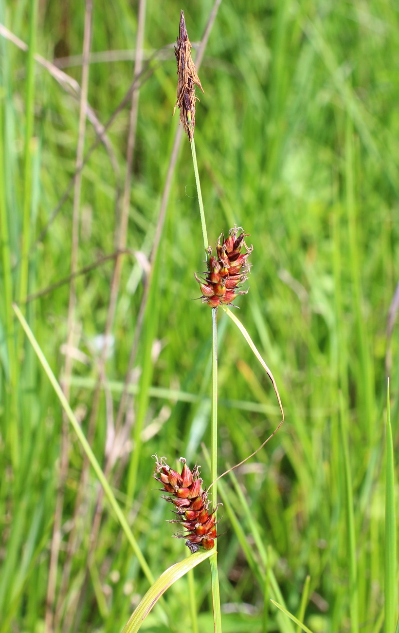 Image of Carex melanostachya specimen.