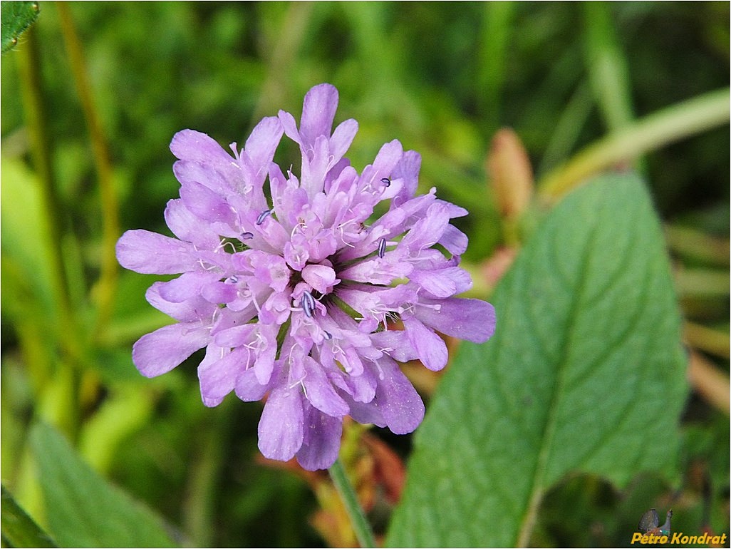 Image of Knautia dipsacifolia specimen.