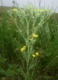 Potentilla obscura