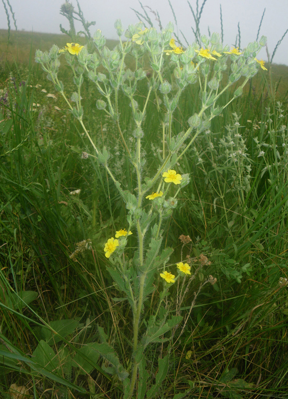 Изображение особи Potentilla obscura.