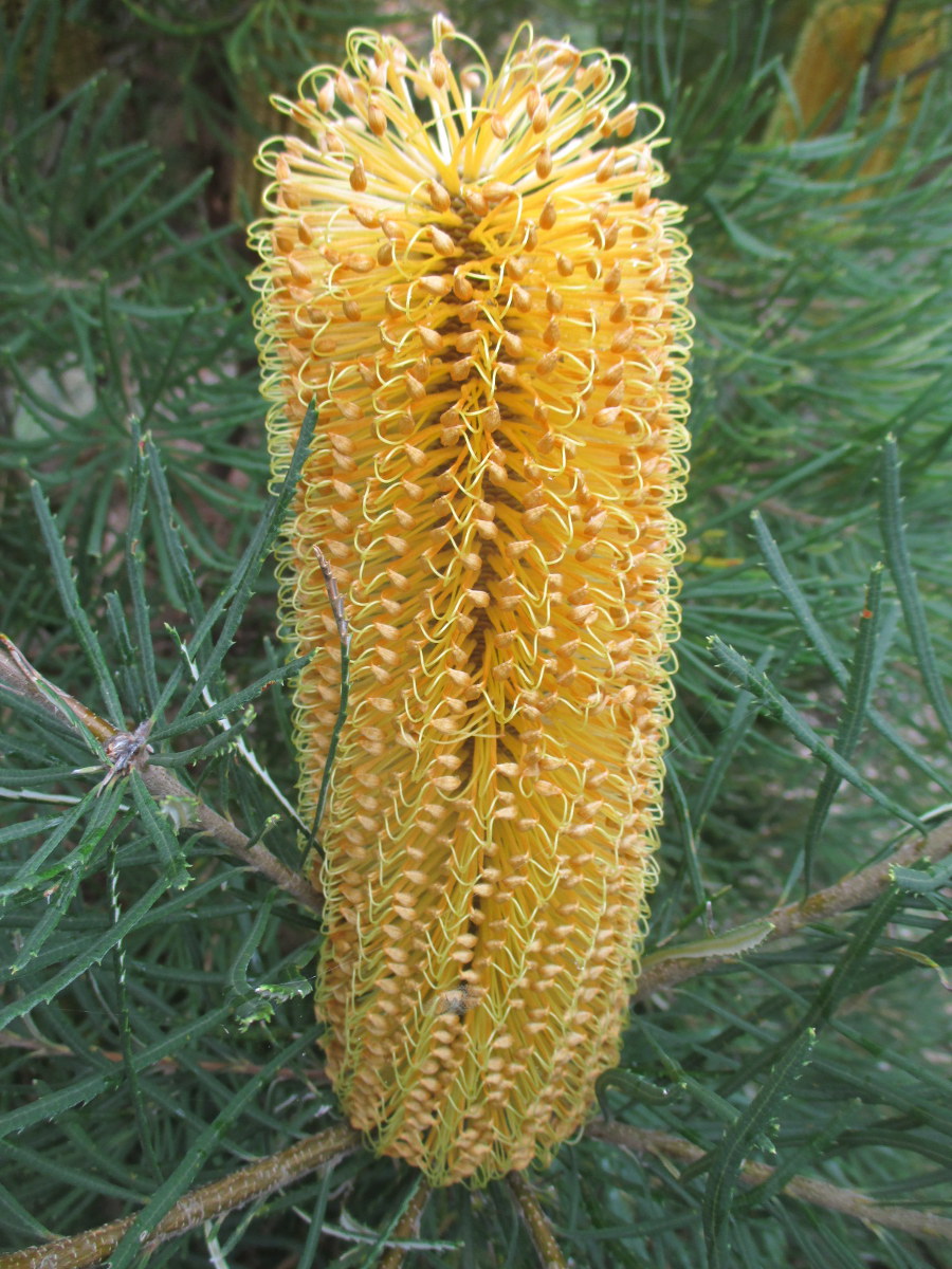 Изображение особи Banksia spinulosa.