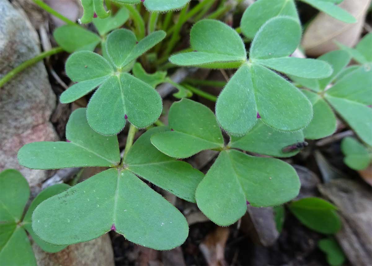 Image of Oxalis pes-caprae specimen.