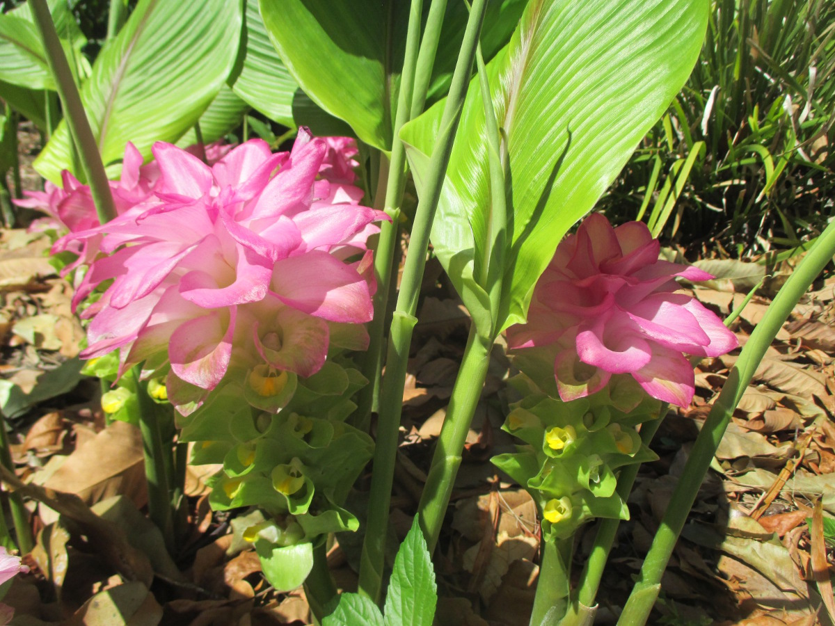 Image of Curcuma longa specimen.