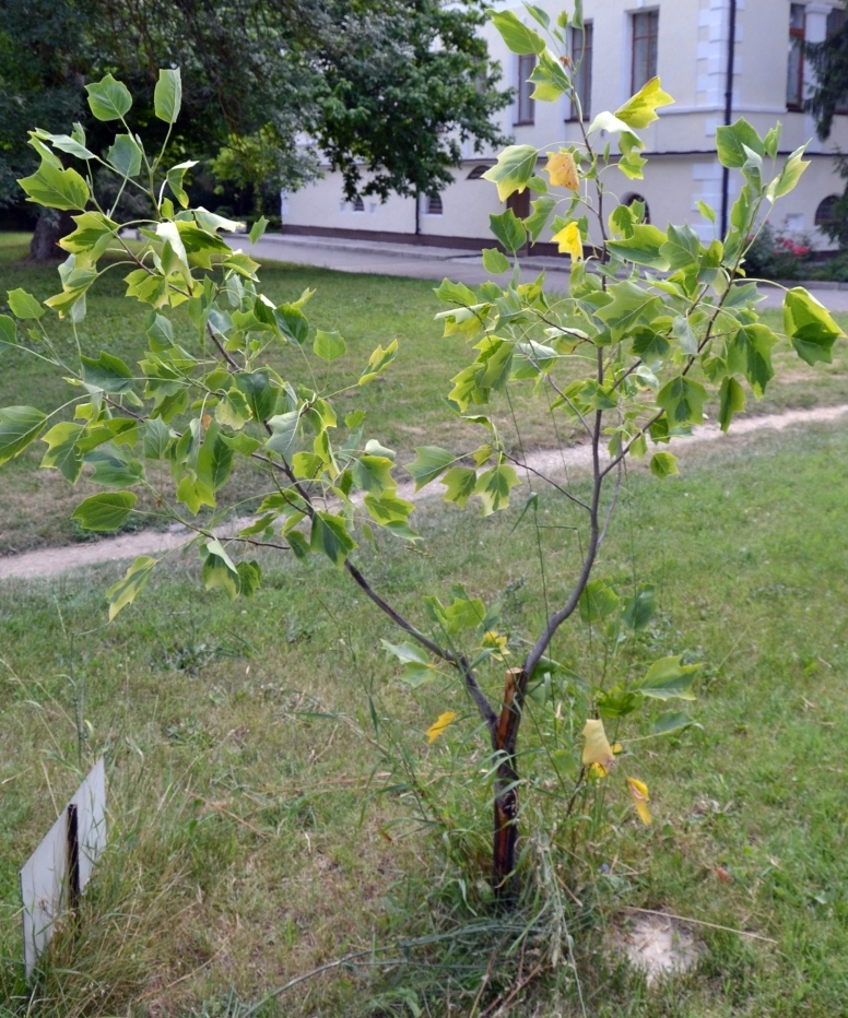 Изображение особи Liriodendron tulipifera.