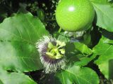 Passiflora edulis. Цветок, незрелый плод и листья. Австралия, г. Брисбен, в культуре. 02.04.2017.